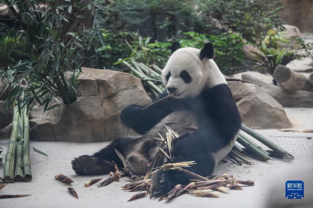 巴黎人赌钱网址